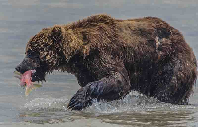 Oso Pardo - Kamchatka - Rusia 22.jpg
